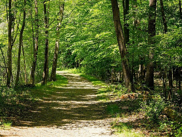 Dirt road in the middle of forest trees on a sunny day
