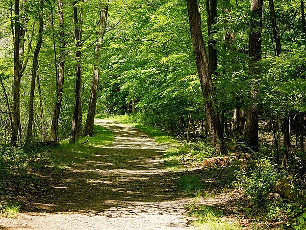 Dirt road in the middle of forest trees on a sunny day